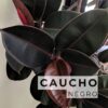 Caucho