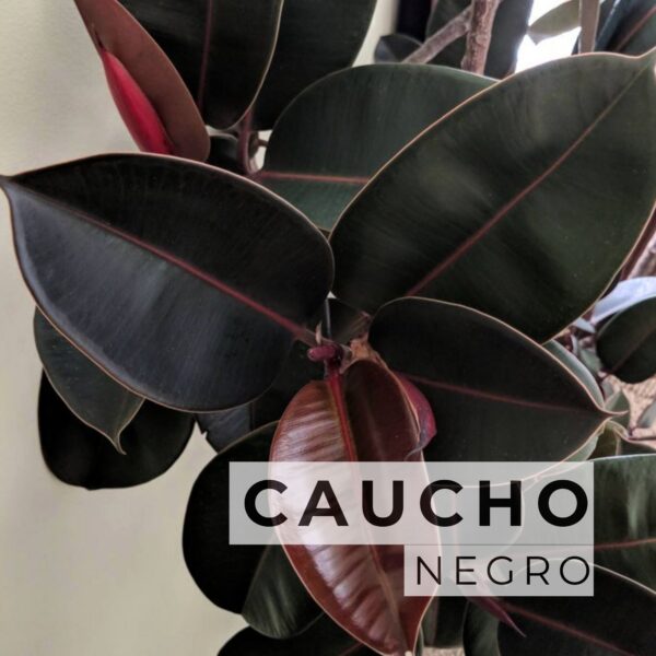 Caucho