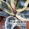 Caucho