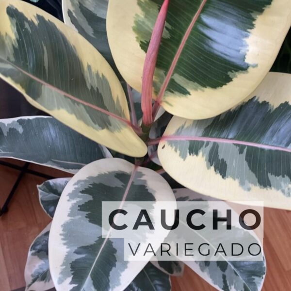 Caucho