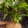 Filoendro Kokedama
