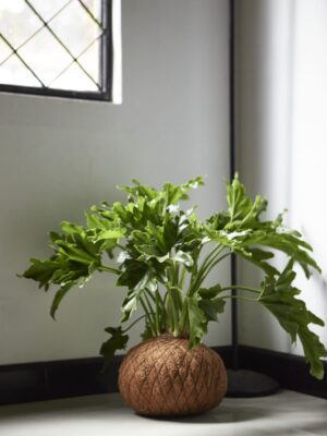 Filoendro Kokedama