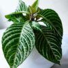 Planta Afelandra