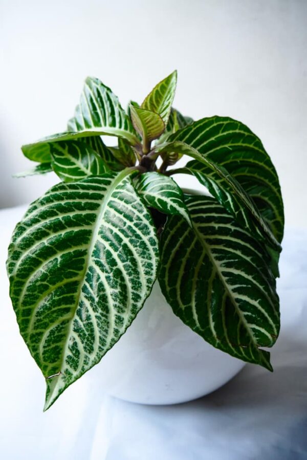 Planta Afelandra