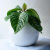 Planta Afelandra