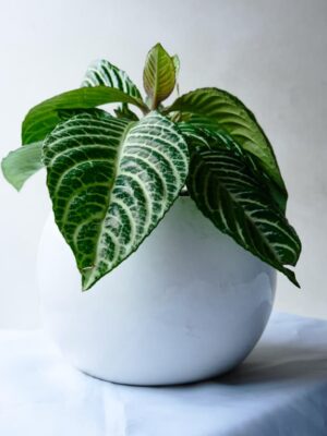A Tierra Afelandra Mediana Planta Afelandra