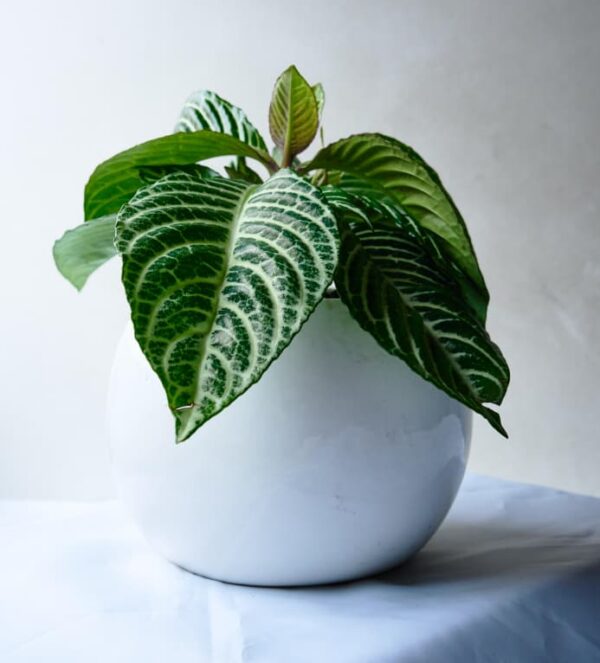 Planta Afelandra