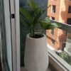 Planta Cucaracho