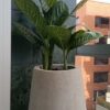 Planta Cucaracho