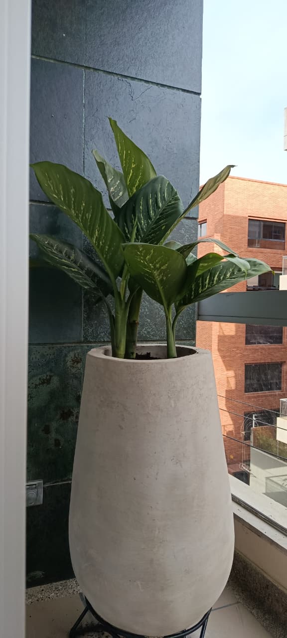 Planta Cucaracho