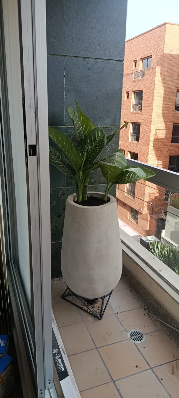 Planta Cucaracho