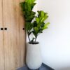Ficus Lyrata