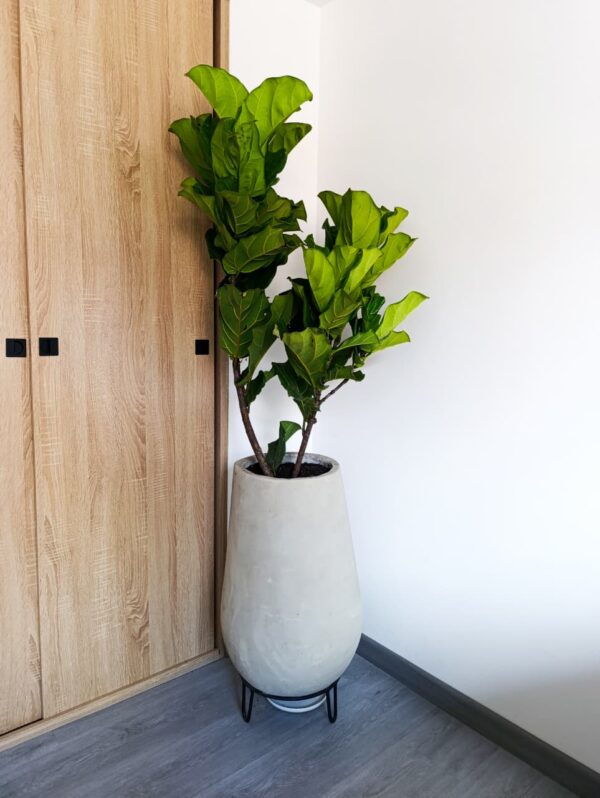 Ficus Lyrata