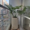Planta Filoendro