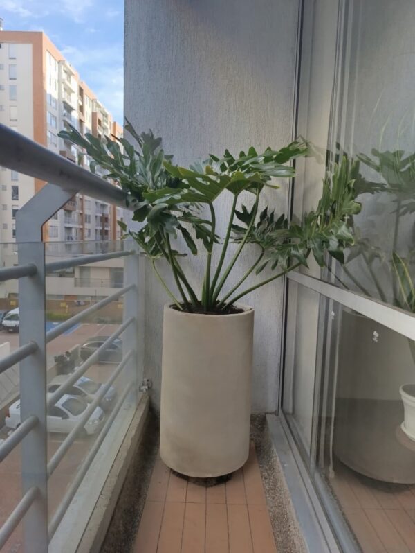 Planta Filoendro