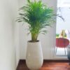 Palma Areca