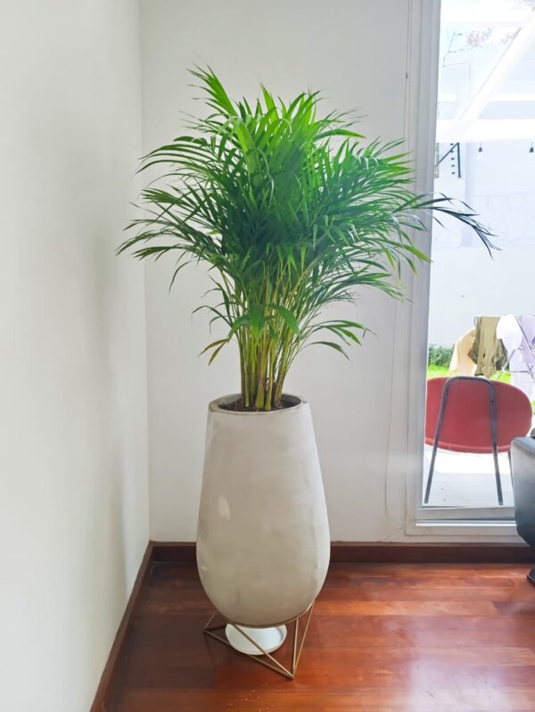 Palma Areca