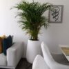 Palma Areca