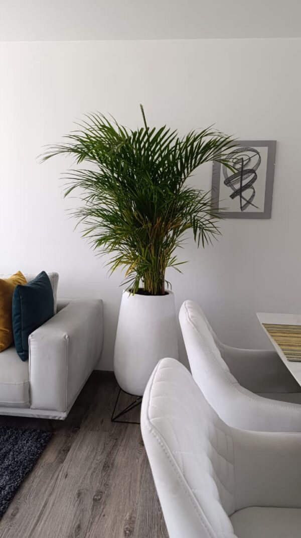 Palma Areca