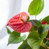 Flor Anturio