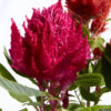 Celosía Plumosa