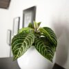 Planta Afelandra