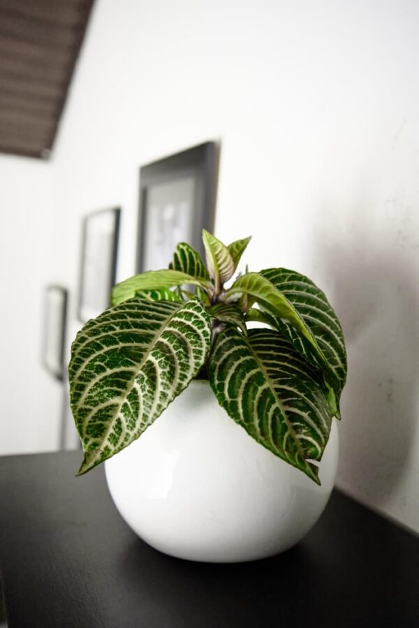 Planta Afelandra