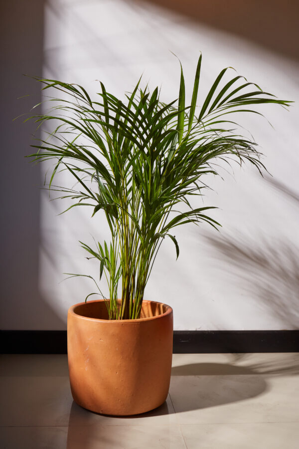 CATOLOGO_ATIERRA_PALMA_ARECA_TERRACOTA-- Palma Areca