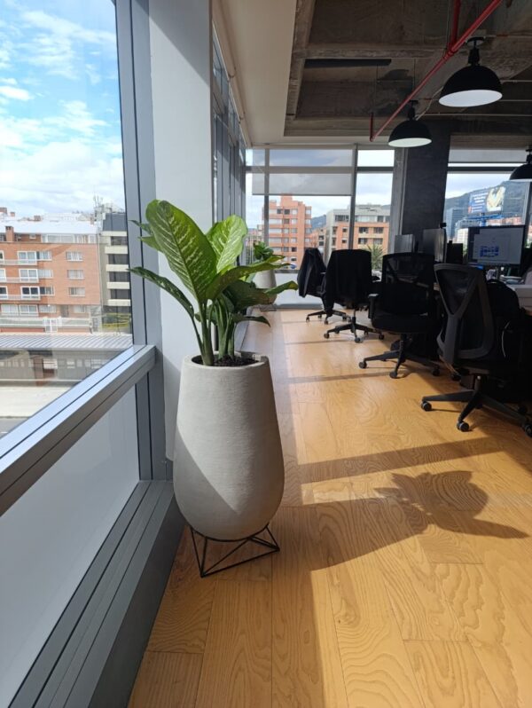 Planta Cucaracho