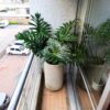 Planta Filoendro