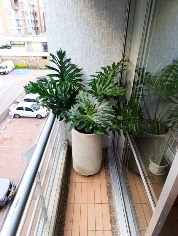 Planta Filoendro