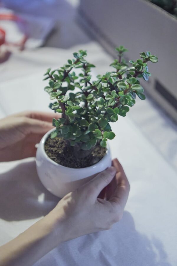 JADE MEDIANO A TIERRA.-- Planta Jade