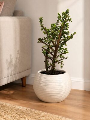 Jade Grande