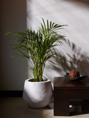 Palma Areca