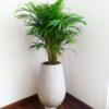 Palma Areca