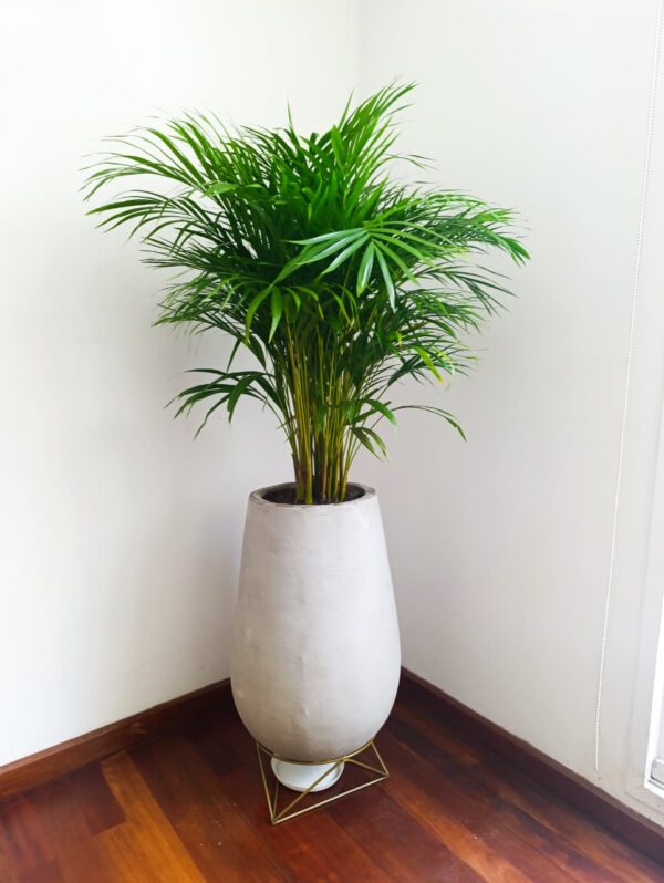 Palma Areca