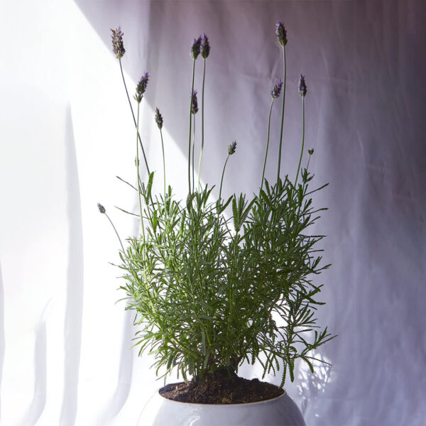 lavanda-grande-matera-ceramica Lavanda Angustifolia