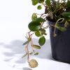 Planta Centavito