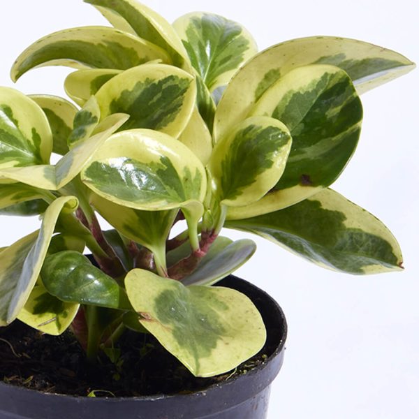 planta-conga-ambiente-saludable Planta Conga