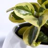 Planta Conga