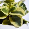 Planta Conga