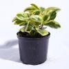 Planta Conga