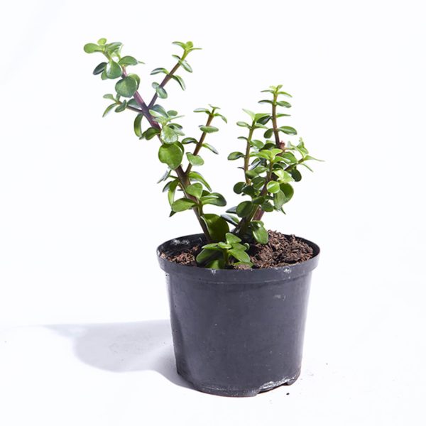 plata-jade-mediana-matera-plastica Planta Jade