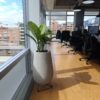 Planta Cucaracho