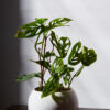 Monstera Adasonii (Hoja Rota)